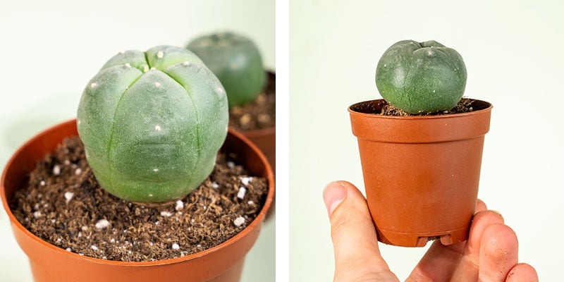 Peyote (Lophophora williamsii) - Zamnesia